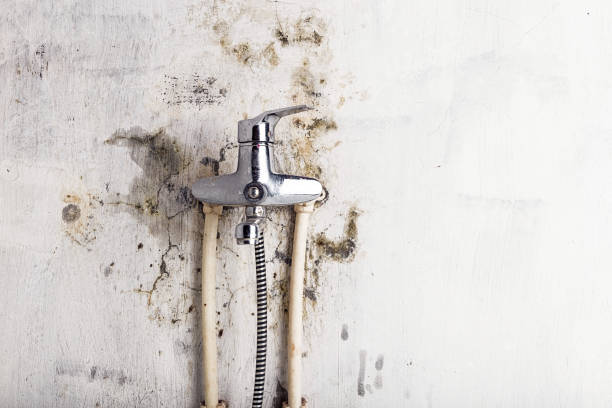 Best Toxic Mold Removal  in Farmville, NC