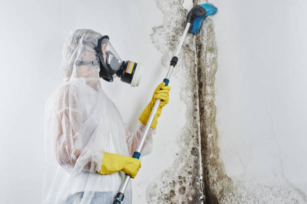Best Certified Mold Removal  in Farmville, NC