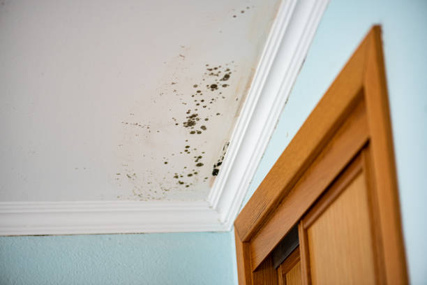 Best Attic Mold Removal  in Farmville, NC