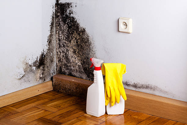 Best Mold Cleaning Services  in Farmville, NC
