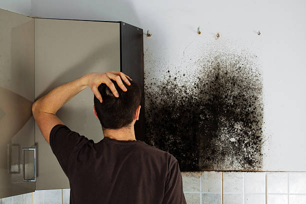 Best Local Mold Removal Service  in Farmville, NC